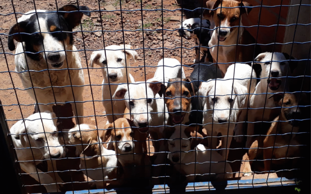 Amigo Fiel: cuidado que transforma vidas 🐾